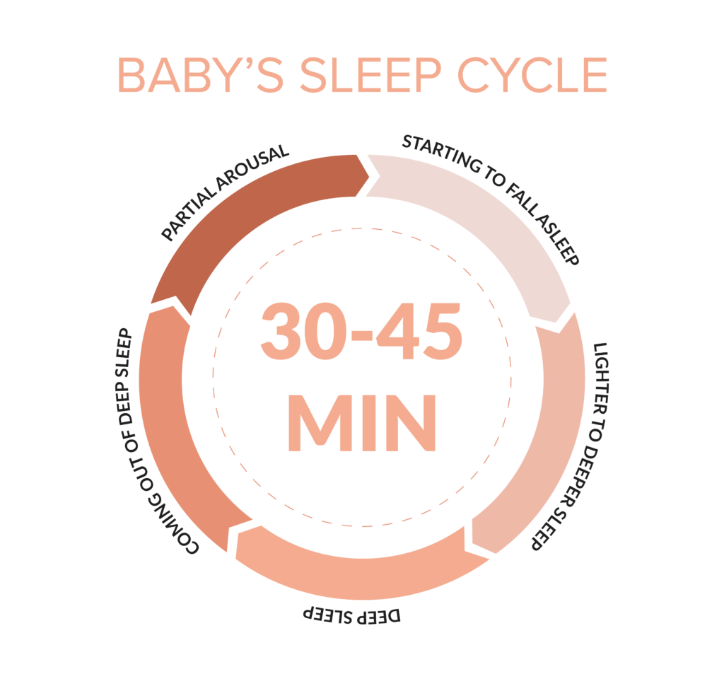 8 month baby sleep cycle